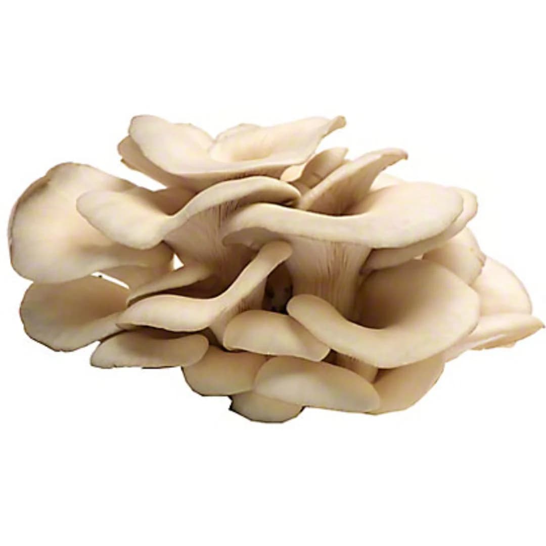 Oyster mushroom 1 kg - पाते च्याउ एक केजी
