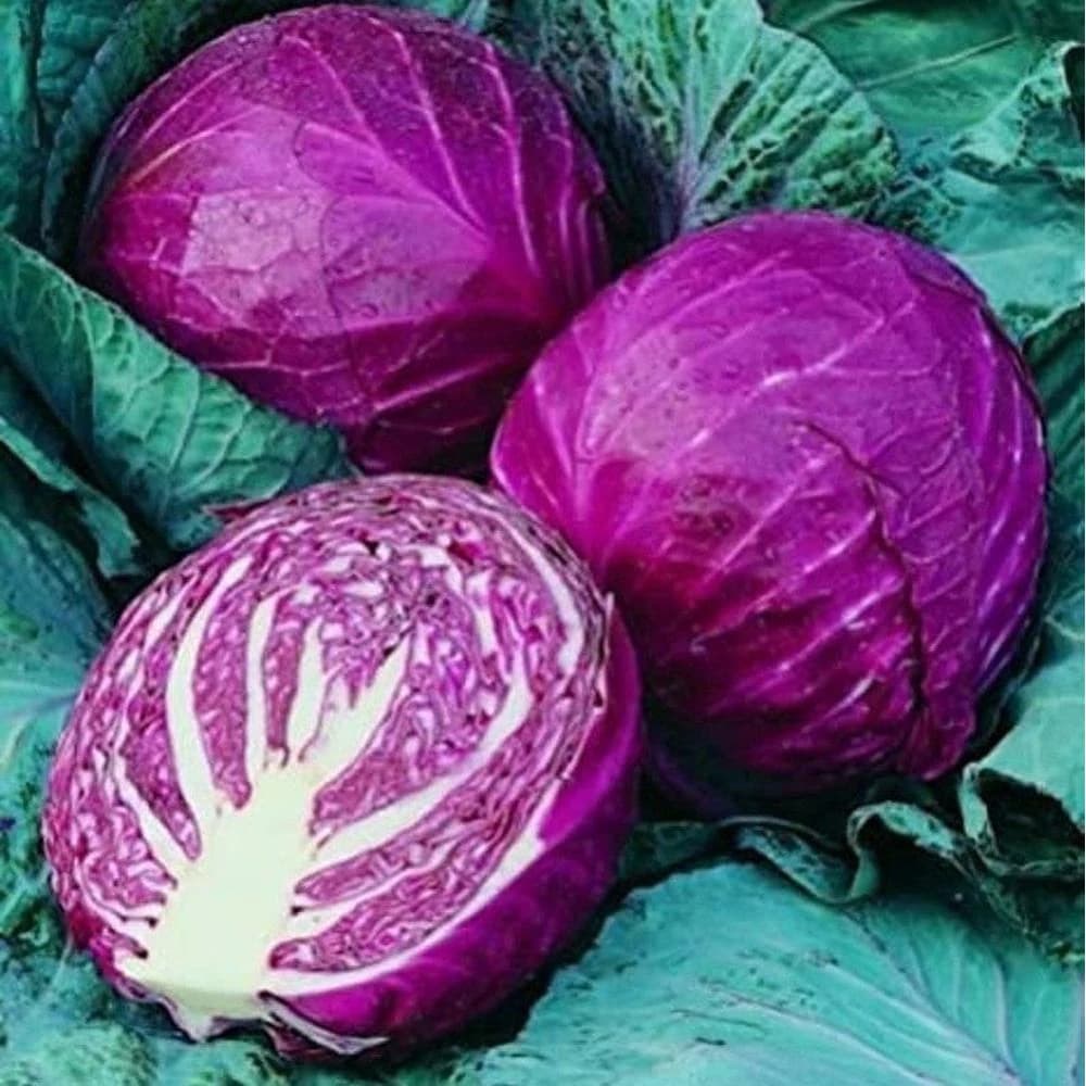 Red cabbage 1 kg - राताे बन्दा एक केजी
